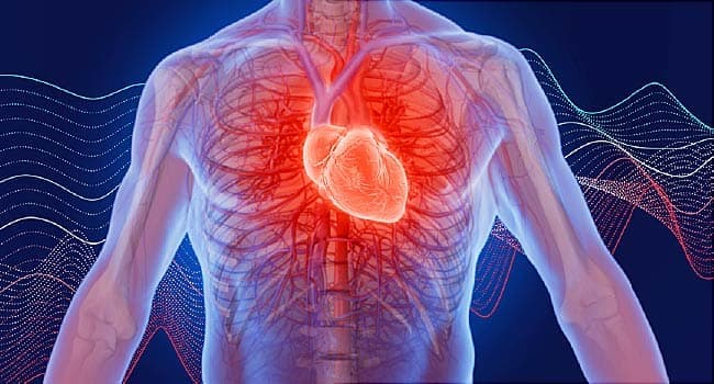 Heart